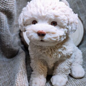 Bougie Chien